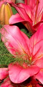 Plants,Flowers