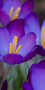 Plants,Flowers