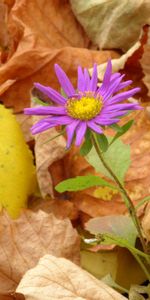 Plantas,Flores