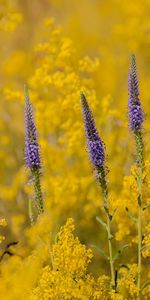 Plants,Flowers