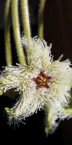 Plants,Flowers