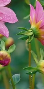 Plants,Flowers