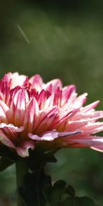 Plants,Flowers