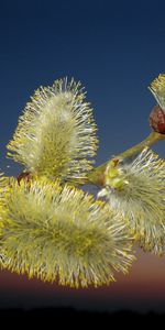 Plantas,Flores