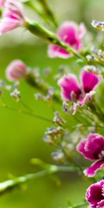 Plants,Flowers