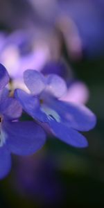 Plantas,Flores