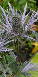 Plants,Flowers