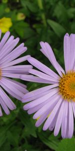 Plants,Flowers