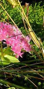 Plantas,Flores