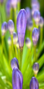 Plants,Flowers