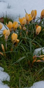 Plants,Flowers