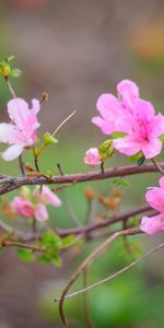 Plantas,Flores