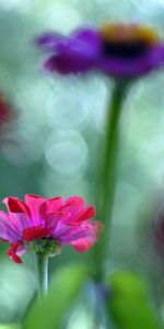 Plants,Flowers