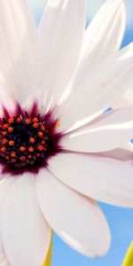 Plants,Flowers