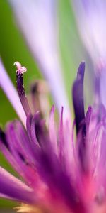 Plants,Flowers