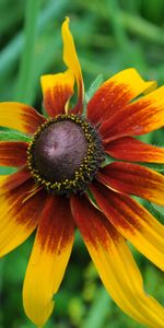 Plants,Flowers