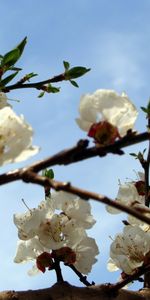 Plants,Flowers