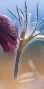 Plants,Flowers