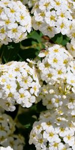 Plants,Flowers