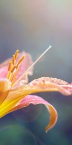 Plants,Flowers