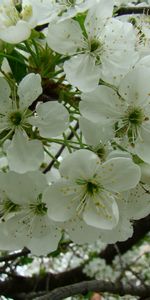 Plants,Flowers