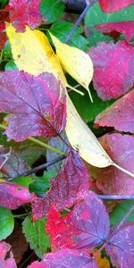 Plants,Flowers