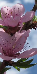 Plants,Flowers