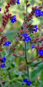 Plantas,Flores