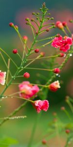 Plants,Flowers