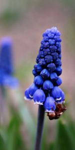 Flores,Plantas