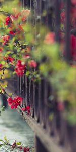 Plants,Flowers