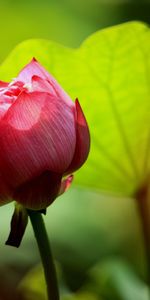 Plants,Flowers