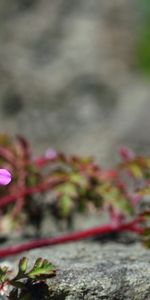 Plantas,Flores