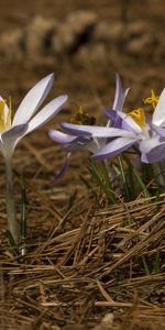 Plants,Flowers