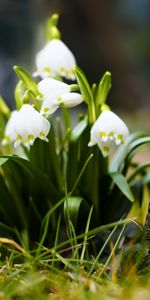 Plants,Flowers