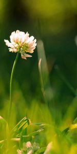 Plantas,Flores