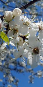 Plantas,Flores