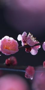 Plants,Flowers