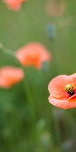 Plants,Flowers