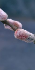 Plantas,Flores