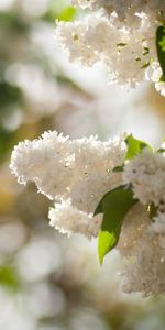 Plants,Flowers