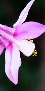 Plants,Flowers