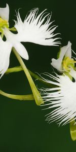 Plants,Flowers