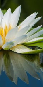 Plants,Flowers