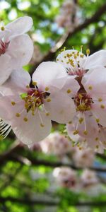 Plantas,Flores