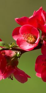 Plants,Flowers