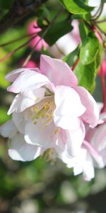 Plants,Flowers