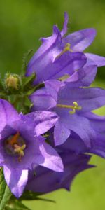 Plantas,Flores