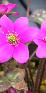 Plants,Flowers