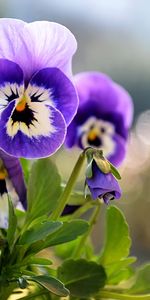 Plants,Flowers